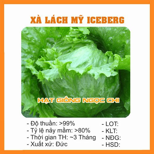 Hạt Giống Rau Xà Lách Mỹ iecgerg SIÊU NGỌT - 0.2Gr