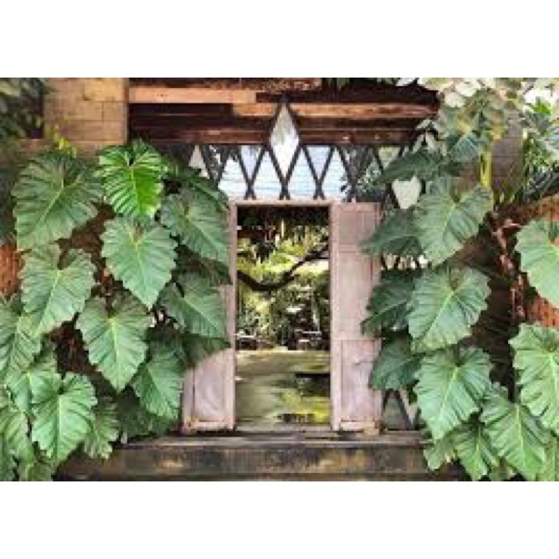 Cây Trầu Bà Subin - Philodendron Subincisum