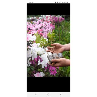 Cây giống đỗ quyên