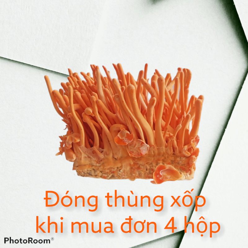 Đông trùng hạ thảo tươi