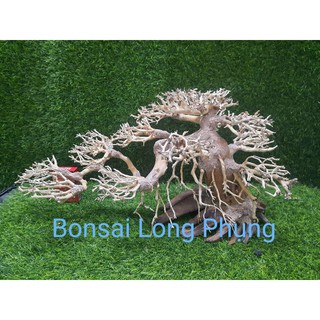 Lũa Bonsai hồ cá dáng Nghiên  N60cm,C30cm.