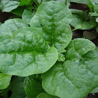 Hạt giống mồng tơi 20gr