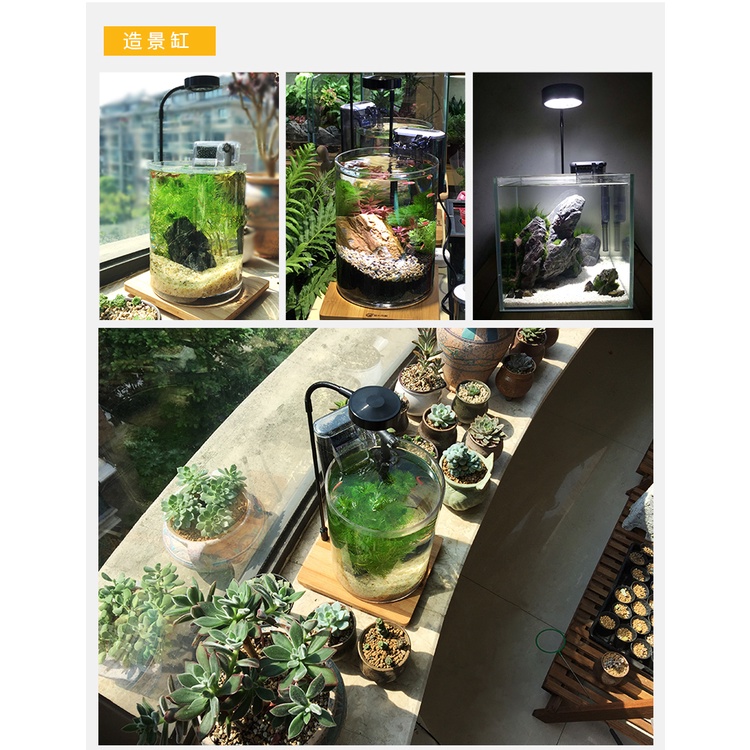 Đèn đế gỗ 3w,5w terrarium, bán cạn