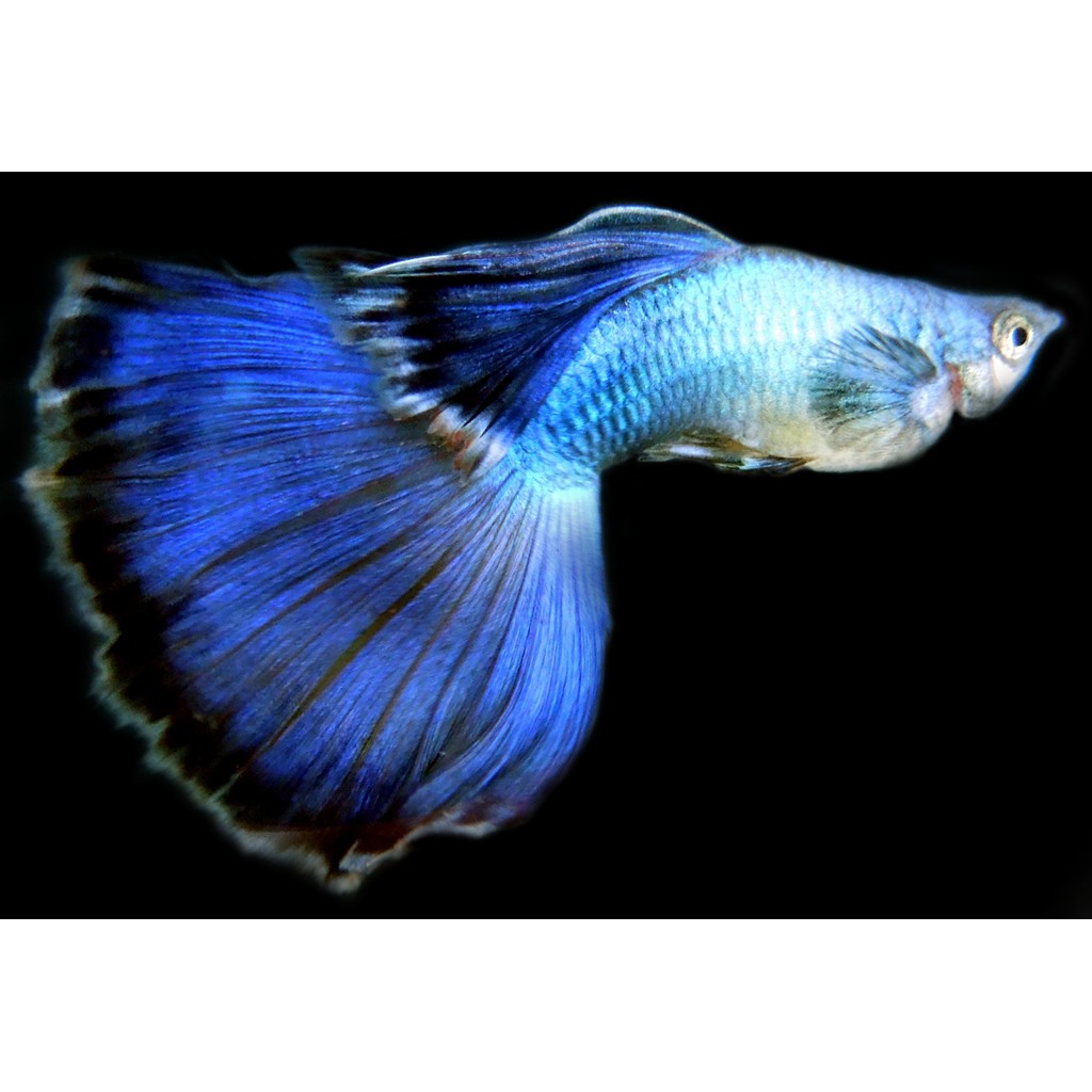 ISTA Guppy Mineral Salts khoáng chất và vitamin cho loài cá bảy màu, Guppy fish