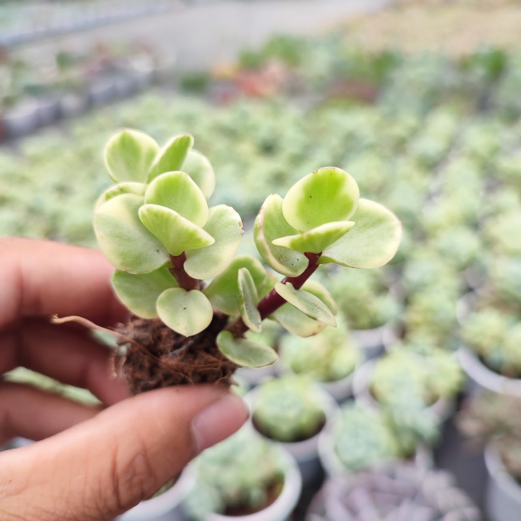 Sen Đá Đô La Trắng Size Mini 2.5-4cm, Vườn Sen Đá PANDAA GARDEN Xuất Xứ Đà Lạt, Cây Khoẻ Cực Dễ Chăm Trồng, Lỗi 1 Đổi 1