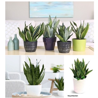 Trang trí phòng ngủ - Cây Lưỡi Hổ giống cao 20-30cm - NeuhGarden