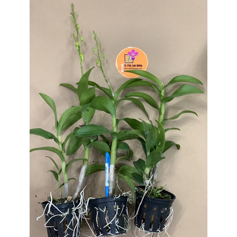 DENRO VÀNG CHANH | XANH CỐM HUYỀN THOẠI HÀNG SẴN NỤ