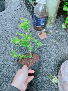 Cây Sam Núi Bonsai