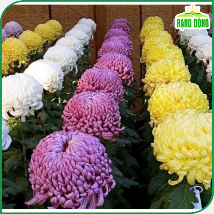 Hạt giống Hoa Cúc Đại Đóa nhiều màu thân cao 60-70cm, trồng quanh năm - Hạt giống Rạng Đông