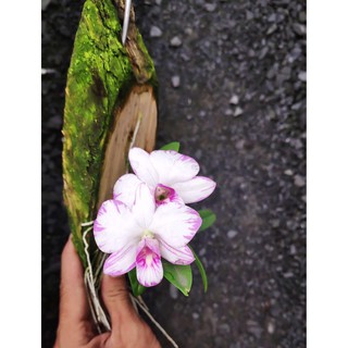 Lan Dendro chớp mini enobi Singapore đã ghép bảng sẵn - Cây giống đẹp, siêng hoa, đẻ nhánh nhiều