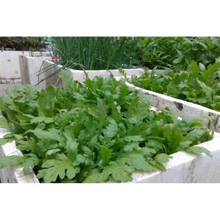 Hạt giống rau cải cúc tẻ - 20gr