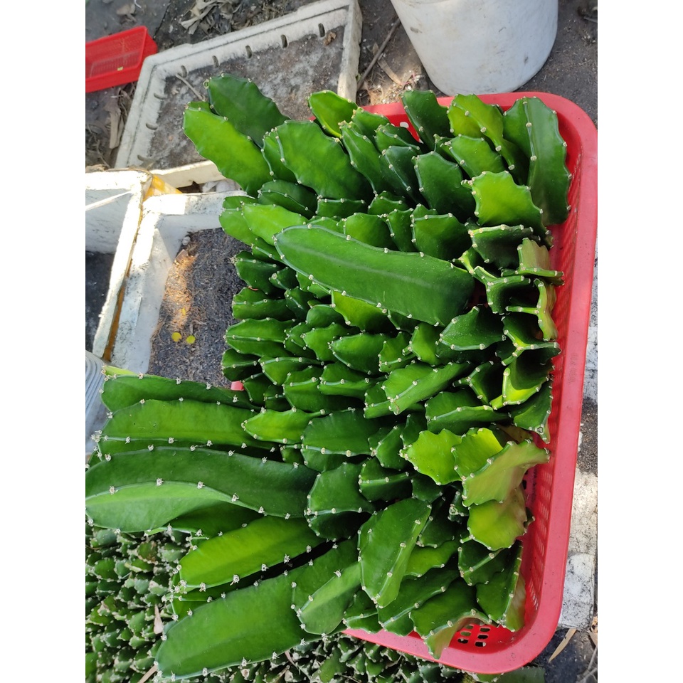Combo 05 chân tháp xương rồng THÁI dài 15 - 25 cm