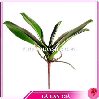 LÁ LAN CAO SU