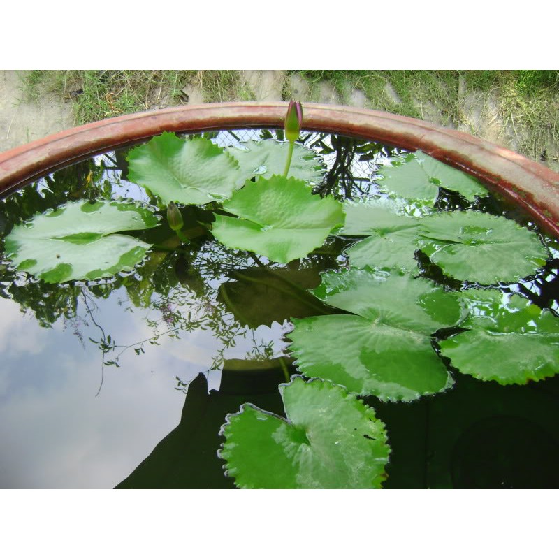 5 hạt giống hoa súng mini nhiều màu