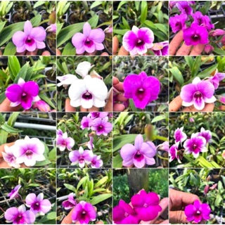 Hoa Lan dendro mini yaya - nhiều mặt hoa