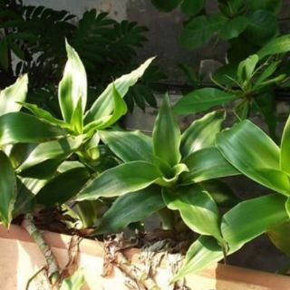 combo 5 cây lược vàng