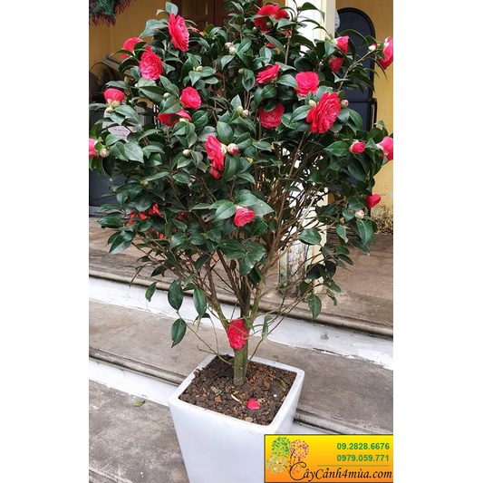 Cây giống hoa trà my loại cây mang rất nhiều ý nghĩa, cây giống khỏe, hoa to đủ nhiều màu