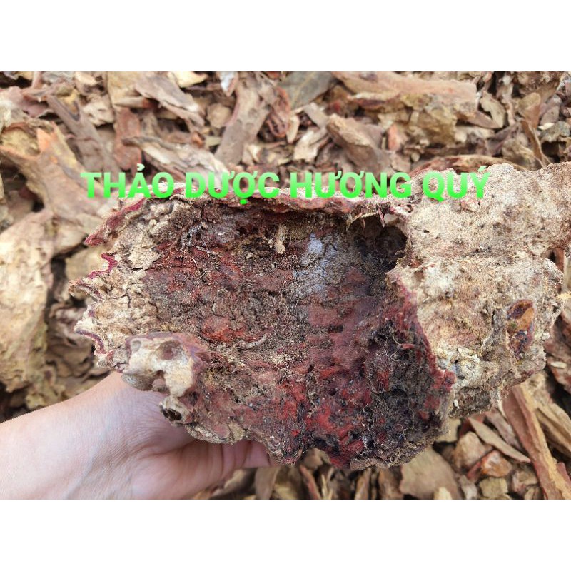(ẢNH THẬT) HUYẾT GIÁC NGUYÊN BẢN (500 GRAM)