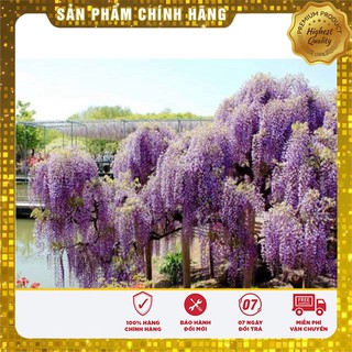 Hạt giống hoa Tử Đằng