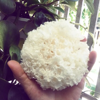 100g nấm tuyết bông thượng hạng