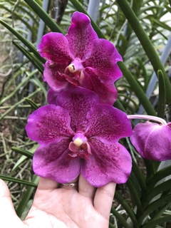 Hoa Lan Vanda Kim