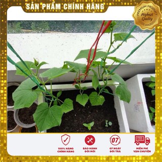 Hạt Giống Dưa Leo Thái(30-35 hạt)