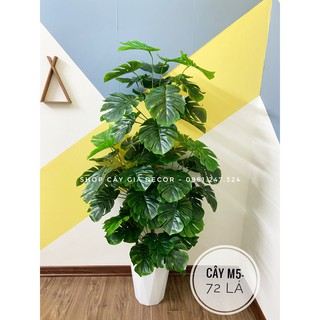 TRẦU BÀ LÁ XẺ 1M5- CÂY GIẢ DECOR