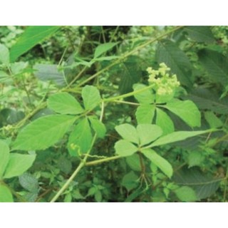 Trà giảo cổ lam (500g)