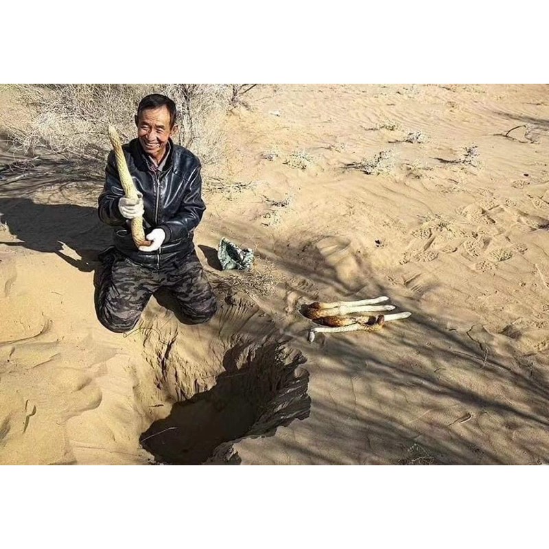 1kg NHỤC THUNG DUNG TƯƠI