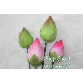 BÚP SEN HÀNG THÁI LOẠI 1