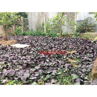 1kg cây Trà Thảo mộc Dr Thanh khô ( cây ô long) tương đương 5kg cây tươi