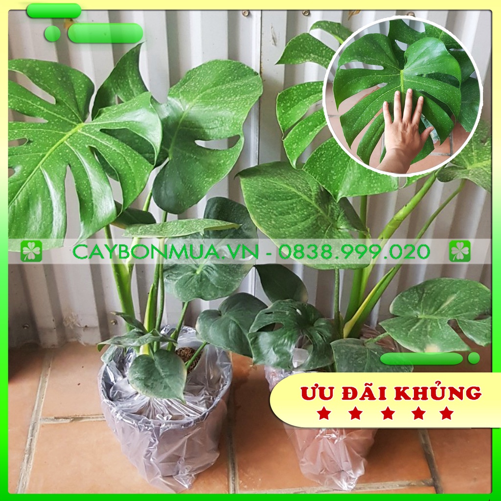 [SIZE ĐẠI] Cây Trầu bà Nam Mỹ - Giống Thailand. Cây cảnh nội thất cao 80cm -1m - cây Monstera - cây Trầu bà lá xẻ