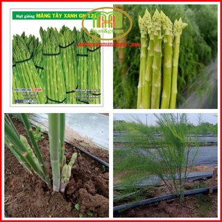 Hạt giống măng tây xanh chịu nhiệt dễ trồng