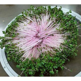 Hạt rau mầm củ cải đỏ 100g