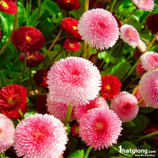 Hạt Giống Hoa Cúc Hoàng Hậu ( Cúc Bellis )