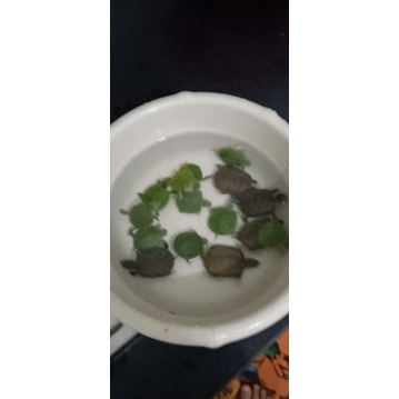 Rùa xanh nước biển bơi trong nước