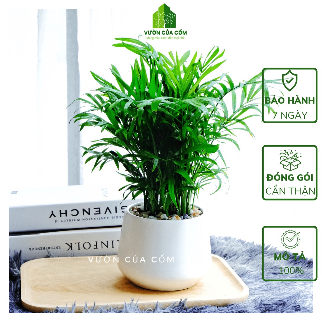Cây cau tiểu trâm để bàn  kèm chậu sứ trắng mang phong thủy tài lộc , may mắn cho gia chủ .
