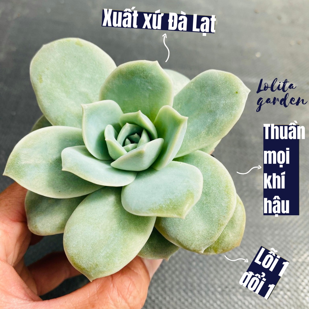 Sen đá hồng hà lan lá lớn Đà Lạt size bé cây cảnh trang trí nhà cửa Lolita garden