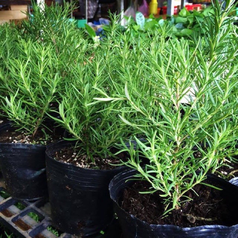 Hạt Giống Cây Hương Thảo Rosemary | Rau Gia Vị | SL: 10 HẠT