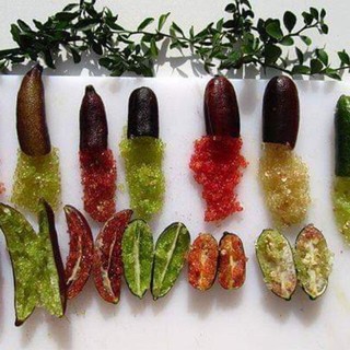 Cây giống chanh ngón tay - DINH DƯỠNG TỰ NHIÊN Shop