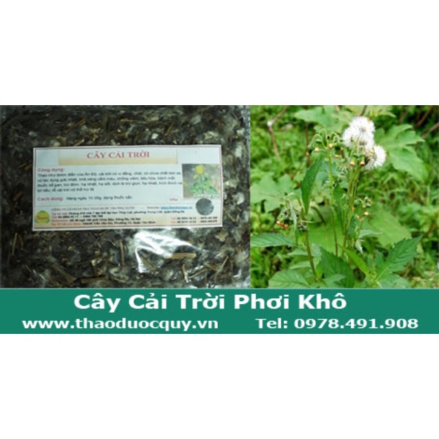 Cây cải trời chữa bướu cổ