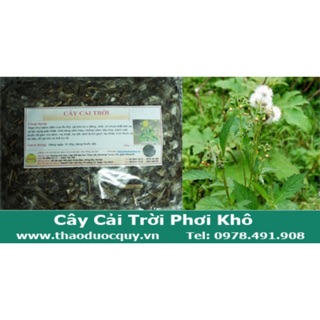 Cây cải trời chữa bướu cổ
