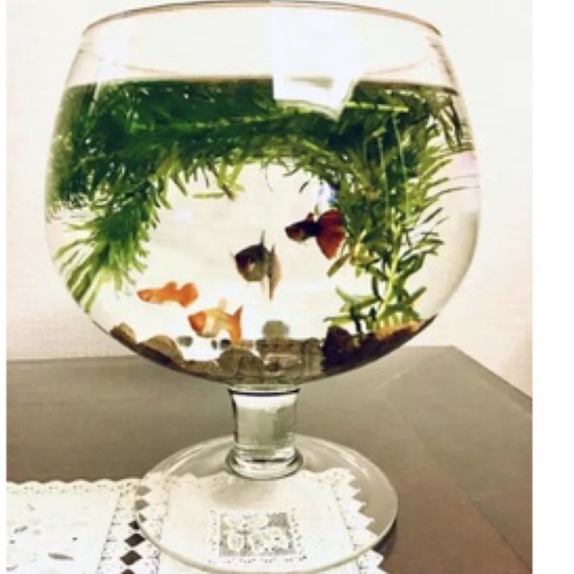 Bình Hoa thủy tinh trang trí 15cmx19cm