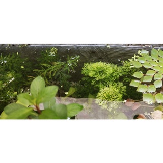 La Hán xanh cây thủy sinh cắt cắm dễ trồng