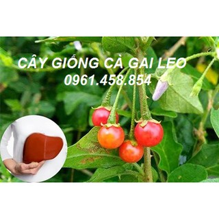 COMBO 10 CÂY GIỐNG CÀ GAI LEO 99K