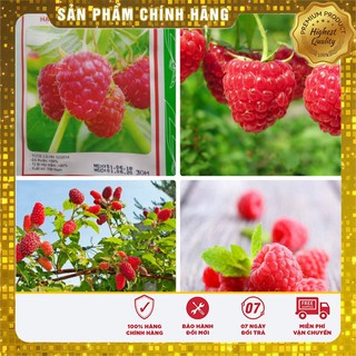 Hạt Giống Mâm Xôi Đỏ(10 hạt)