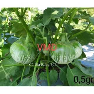 Hạt giống Cà Dĩa