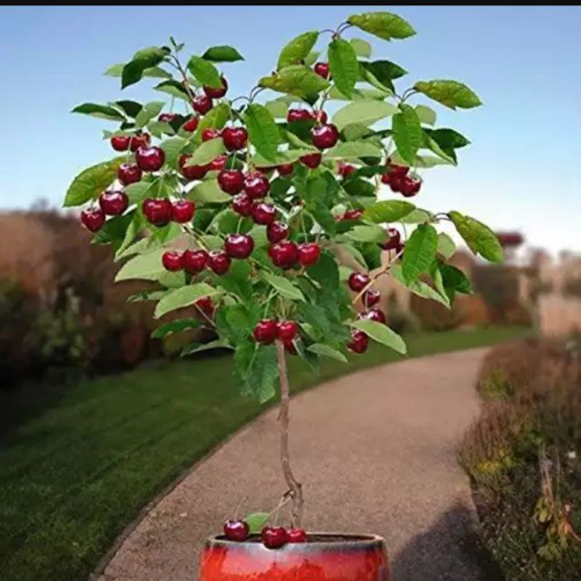 Cây cherry giống Brazil nhiệt đới