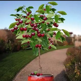 Cây cherry giống Brazil nhiệt đới