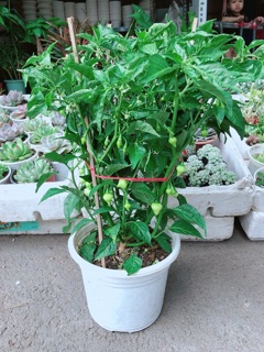 Chậu ớt kiểng